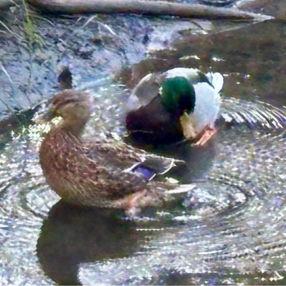 Meet your Posher, Michele - Picture 15 of 16